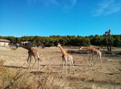  Animaux Girafes au Zoo de Sigean