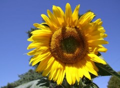  Nature Tournesol geant