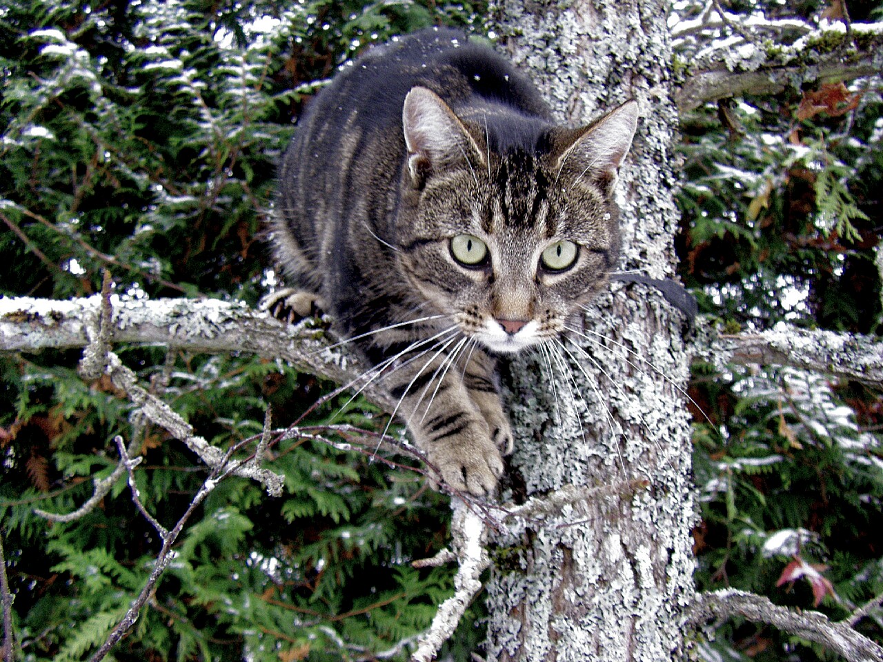 Fonds d'cran Animaux Chats - Chatons 