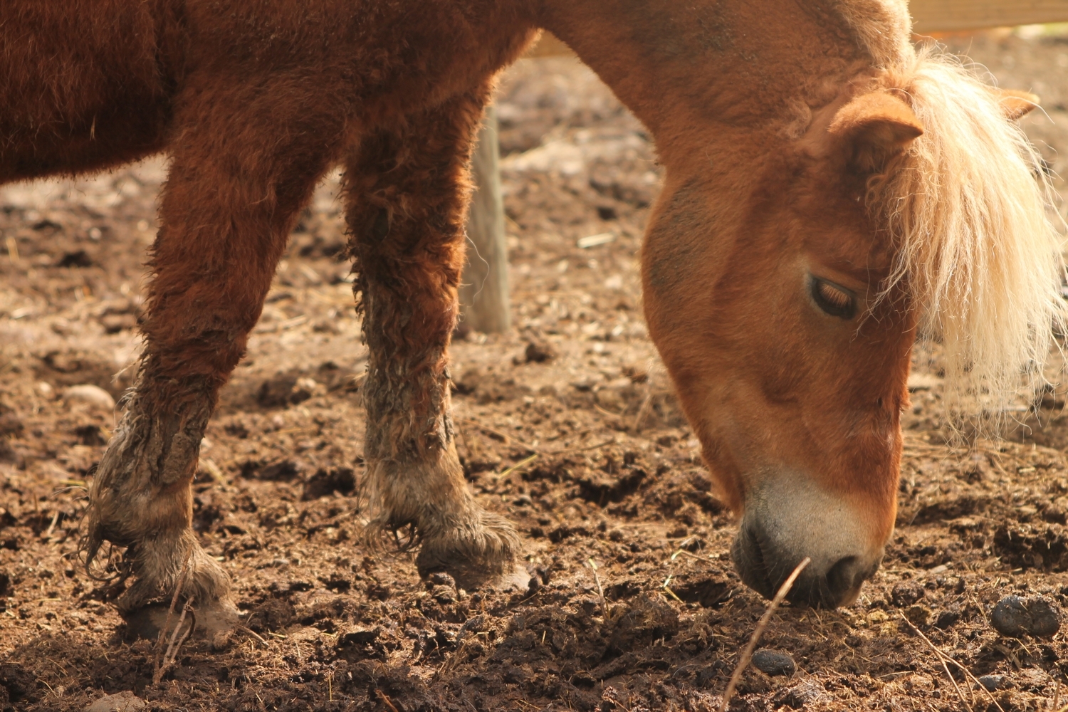 Wallpapers Animals Horses Le monde du cheval