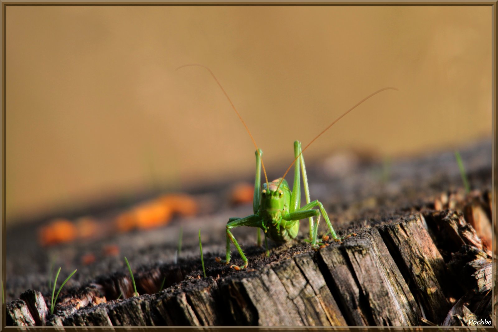 Fonds d'cran Animaux Insectes - Sauterelles et Criquets 