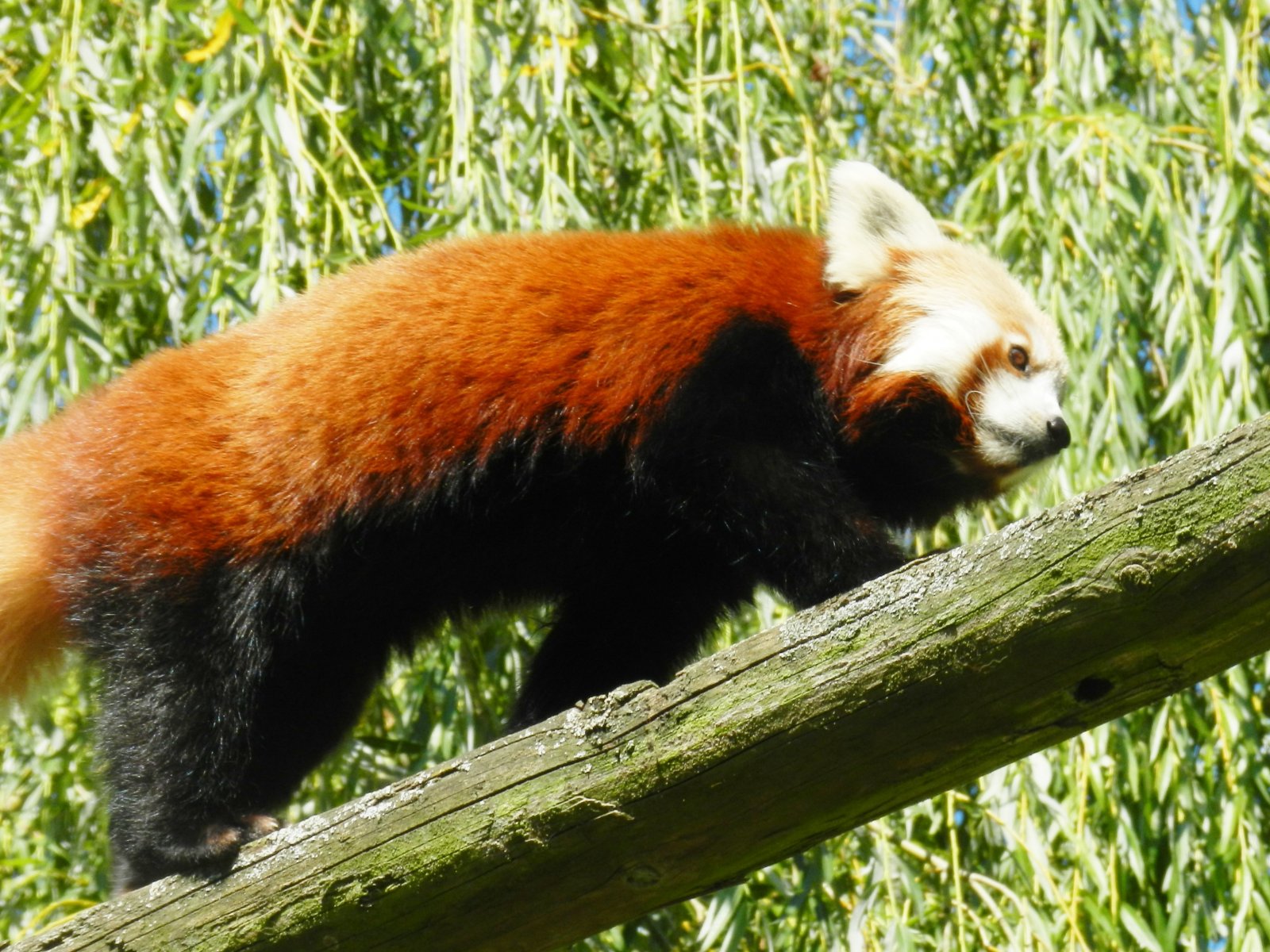 Wallpapers Animals Red pandas 