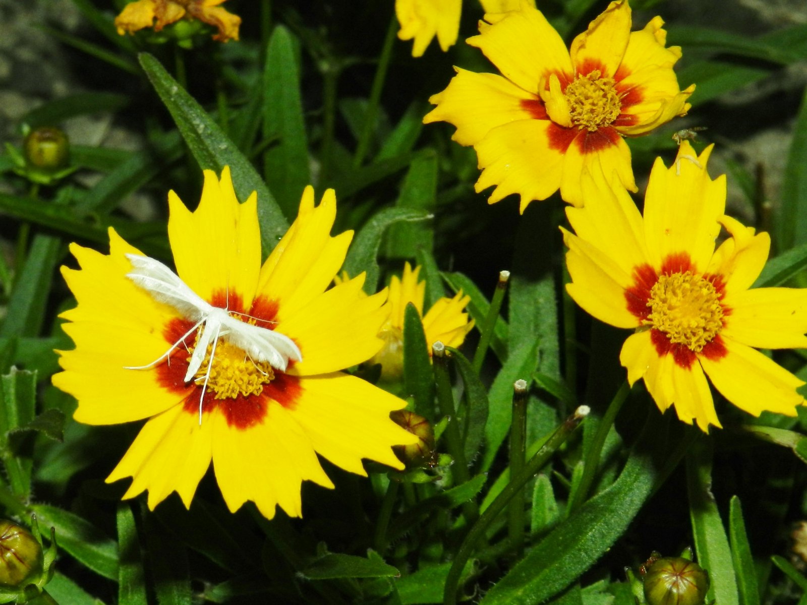 Fonds d'cran Nature Fleurs 