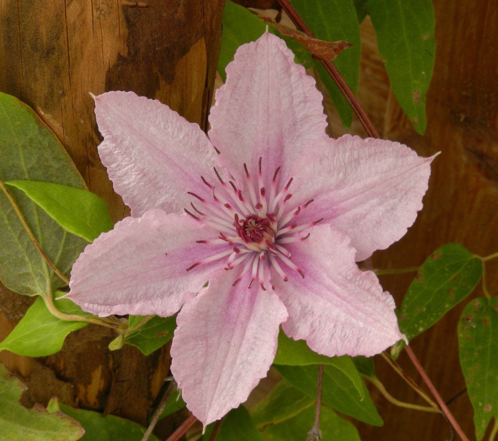 Fonds d'cran Nature Fleurs 