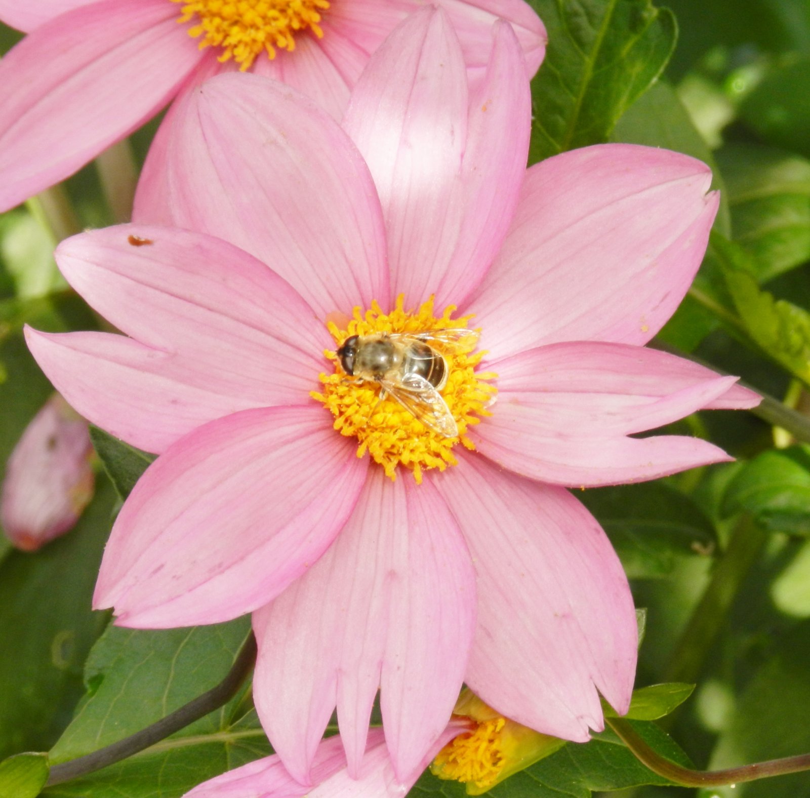 Fonds d'cran Nature Fleurs 