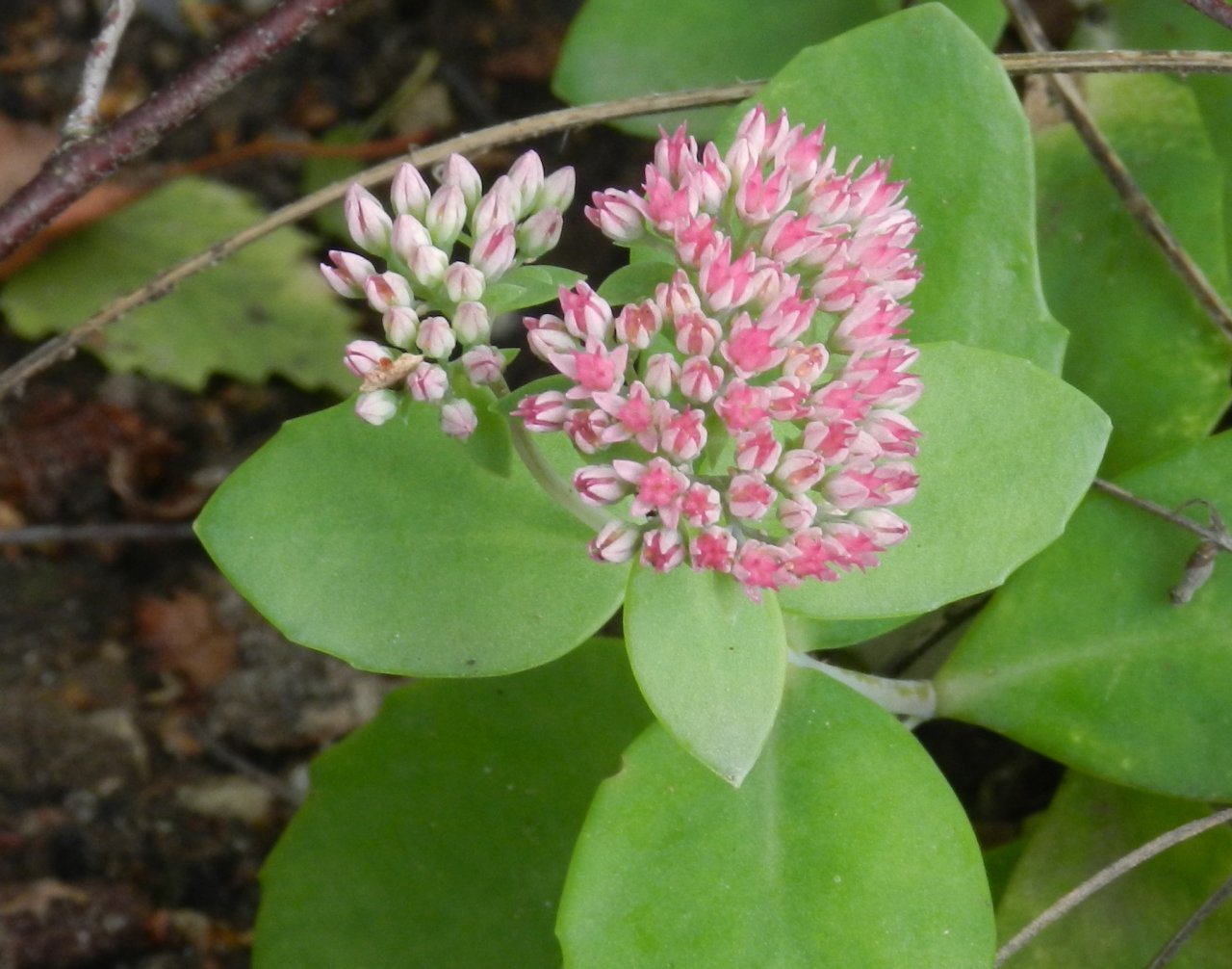 Fonds d'cran Nature Fleurs 