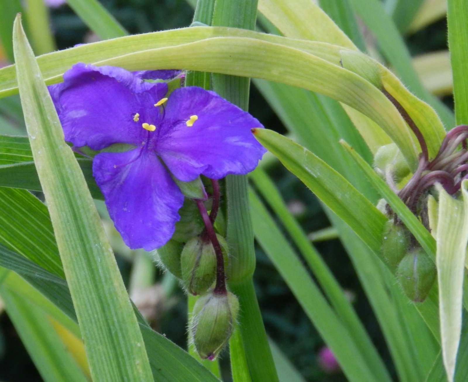 Fonds d'cran Nature Fleurs 