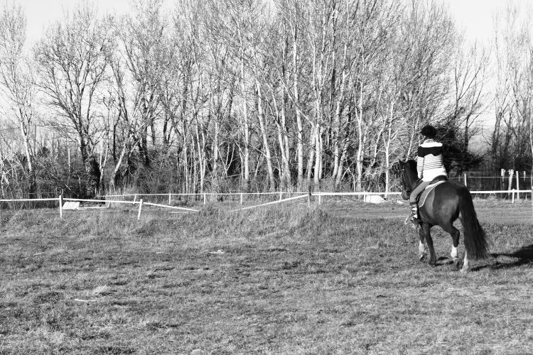 Fonds d'cran Animaux Chevaux Le monde du cheval