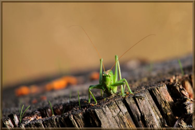 Fonds d'cran Animaux Insectes - Sauterelles et Criquets Wallpaper N358870