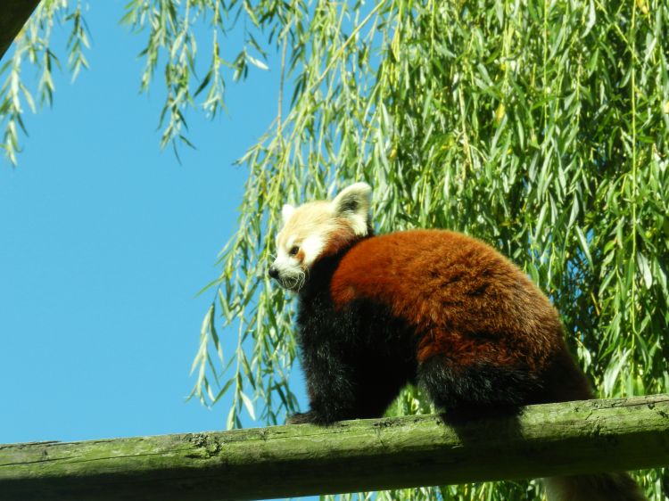 Wallpapers Animals Red pandas Wallpaper N358871