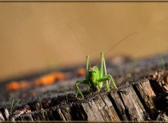  Animaux Image sans titre N358870