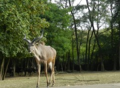  Animaux Image sans titre N358875