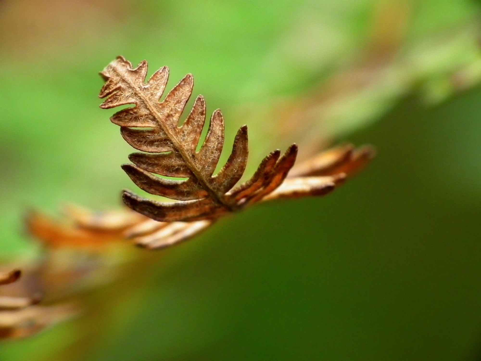 Wallpapers Nature Leaves - Foliage Fougres