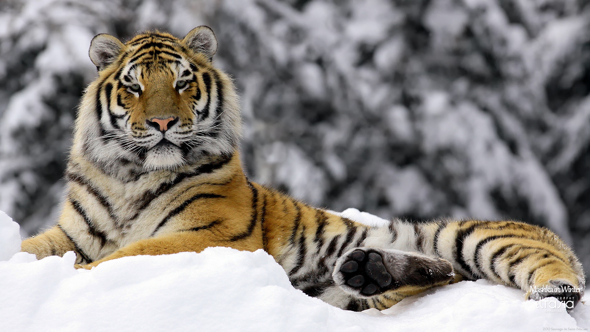 Fonds d'cran Animaux Flins - Tigres 