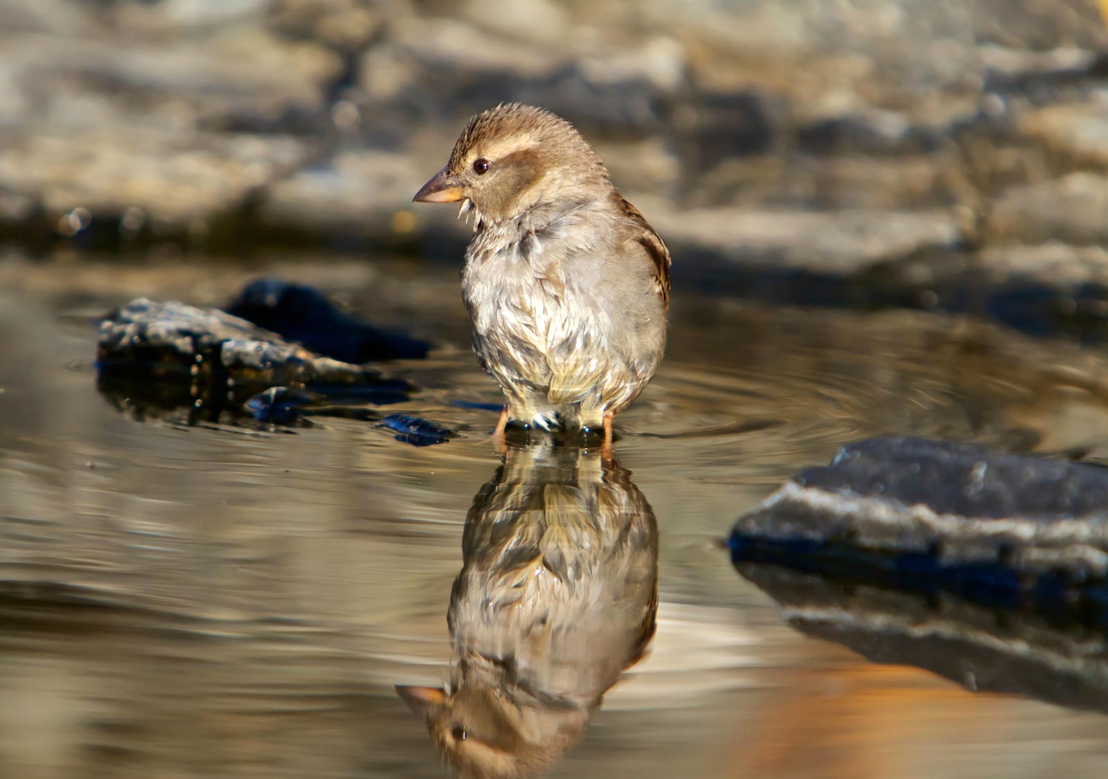 Wallpapers Animals Birds - Misc 