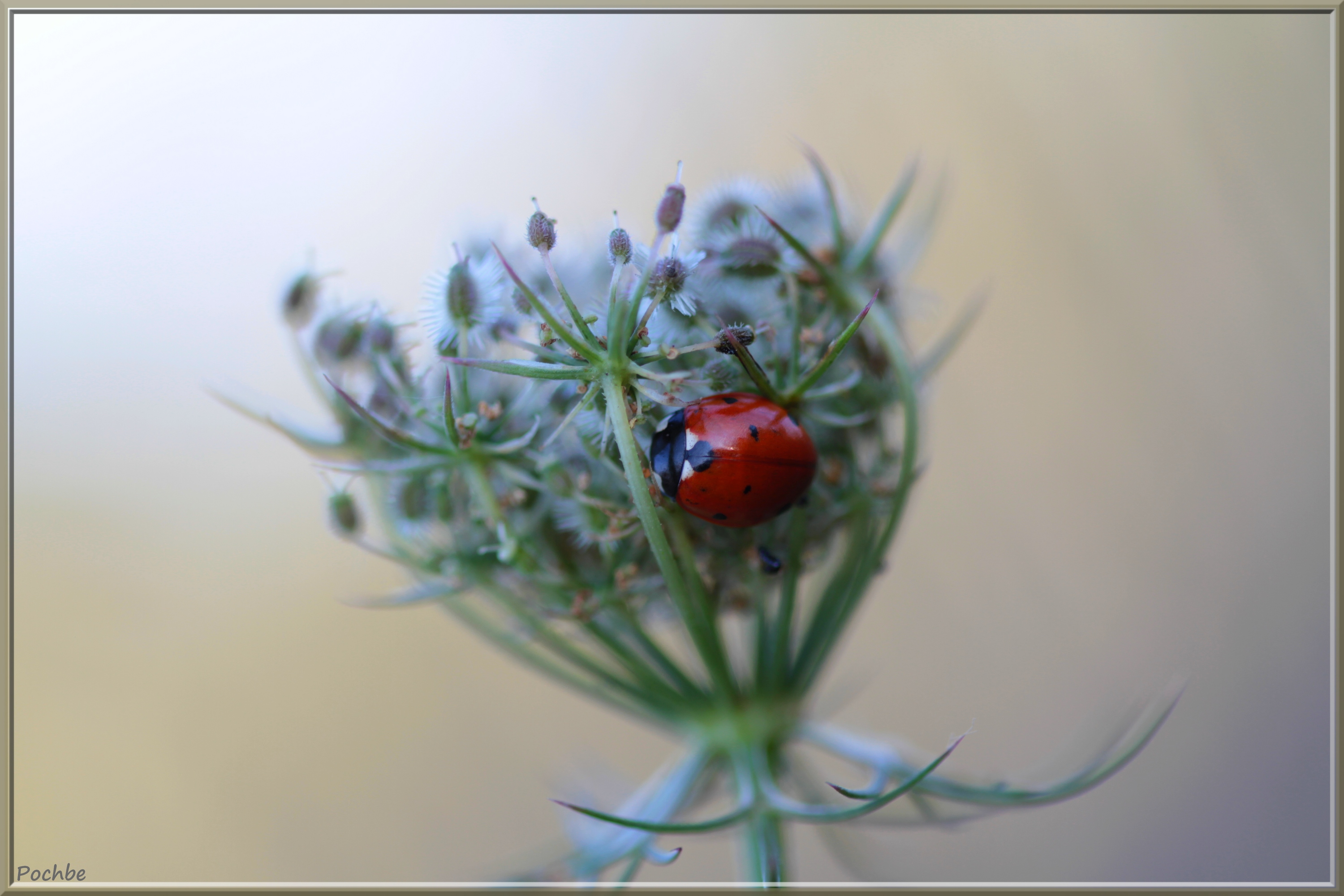 Wallpapers Animals Insects - Ladybugs 