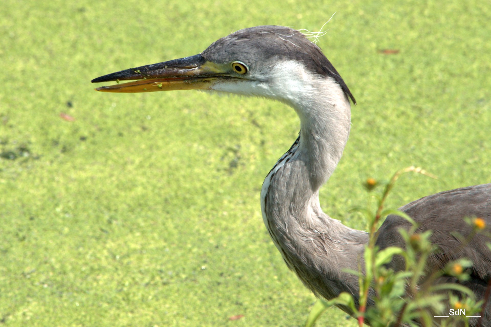 Wallpapers Animals Birds - Herons HERONS  LAC DU HERON  V. D'ASCQ