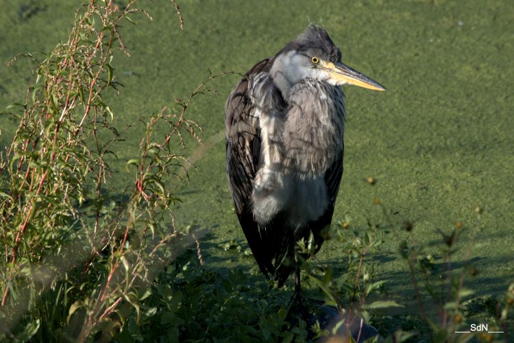 Fonds d'cran Animaux Oiseaux - Hrons HERONS  LAC DU HERON  V. D'ASCQ