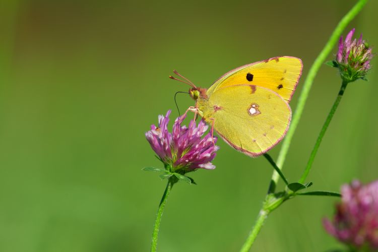 Fonds d'cran Animaux Insectes - Papillons Un beau souci