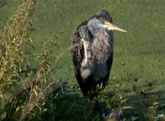  Animals HERONS  LAC DU HERON  V. D'ASCQ