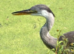  Animals HERONS  LAC DU HERON  V. D'ASCQ