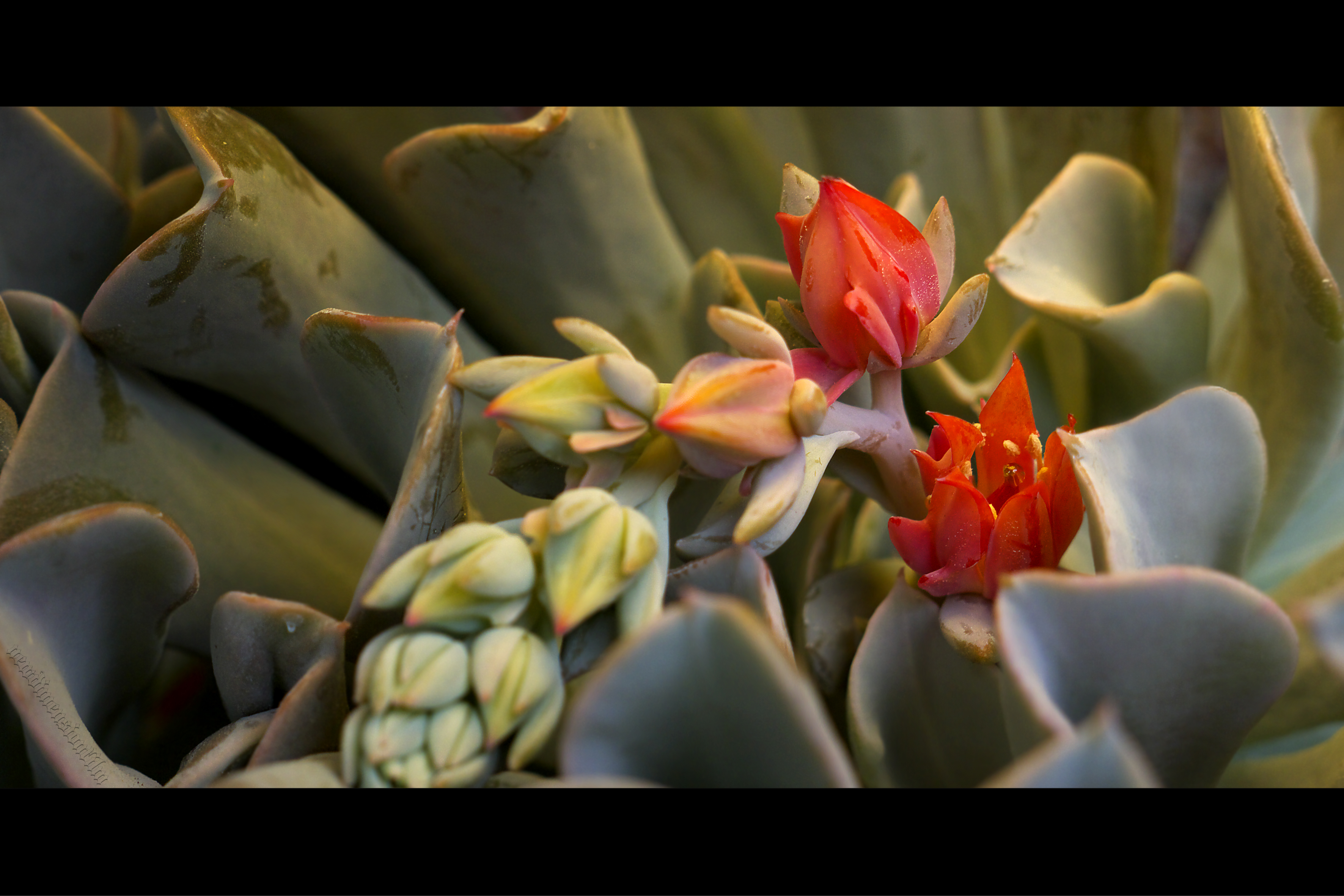 Fonds d'cran Nature Cactus ECHEVERIA RUNYONII 