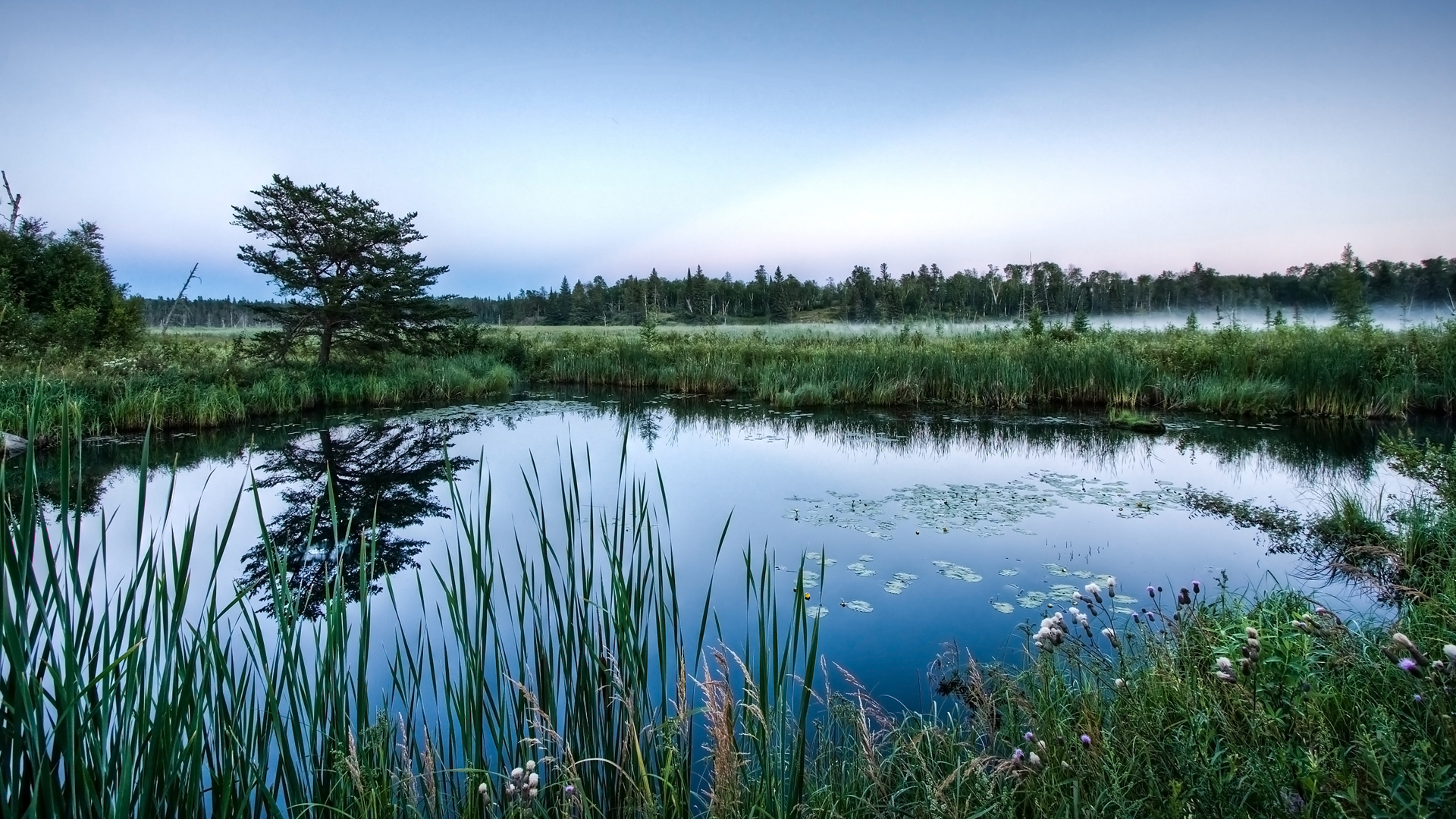 Fonds d'cran Nature Marais 