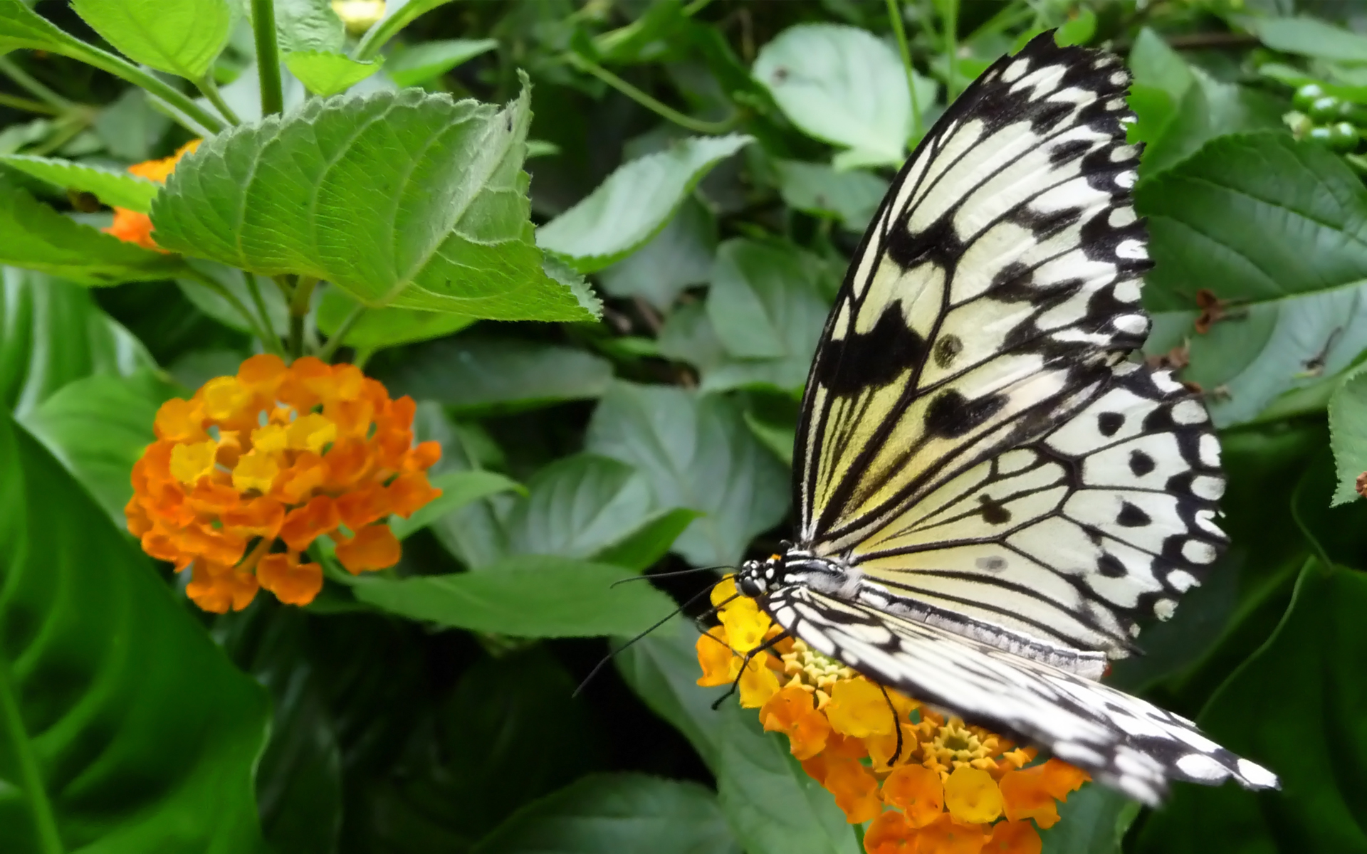 Wallpapers Animals Insects - Butterflies 