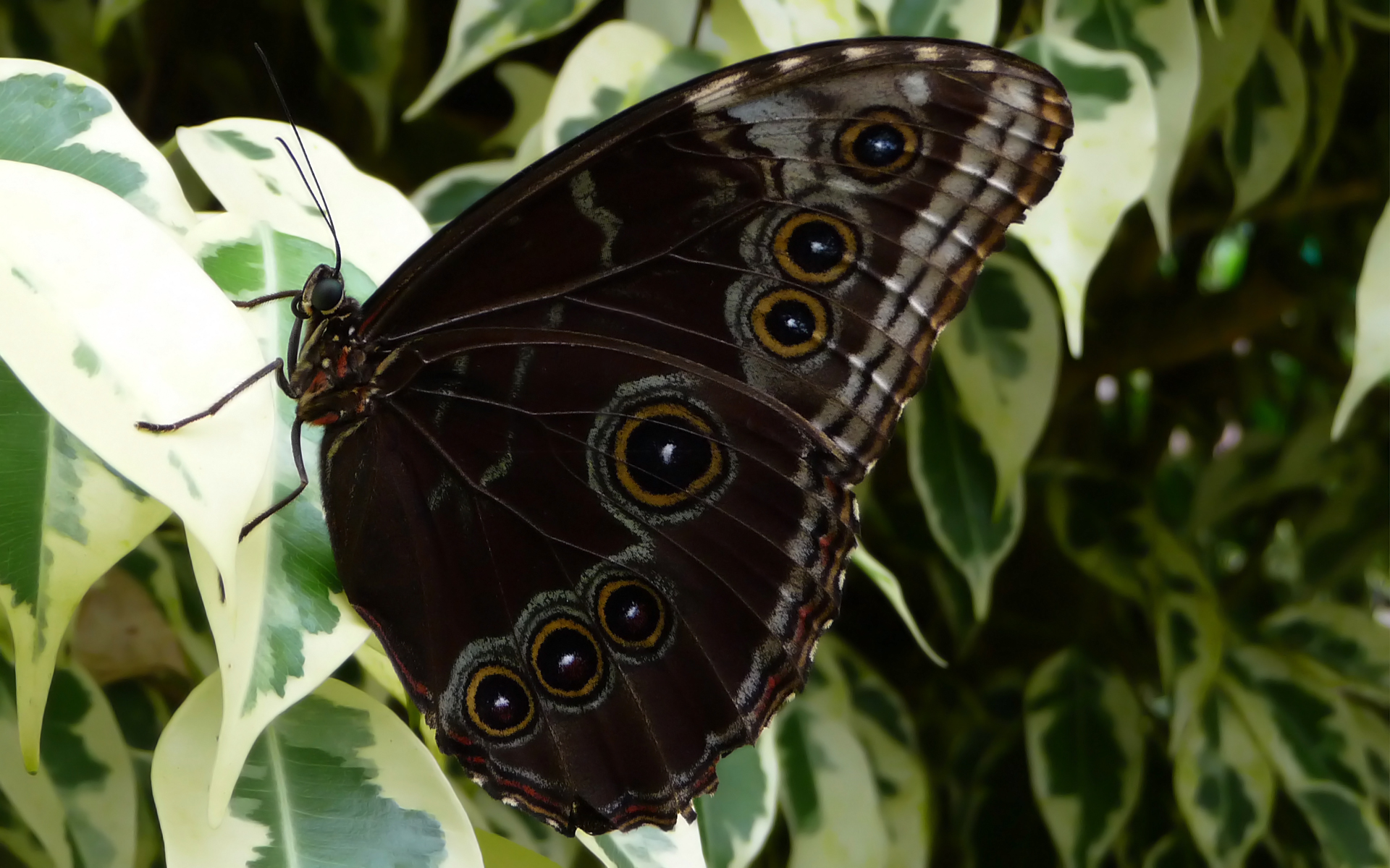 Fonds d'cran Animaux Insectes - Papillons 