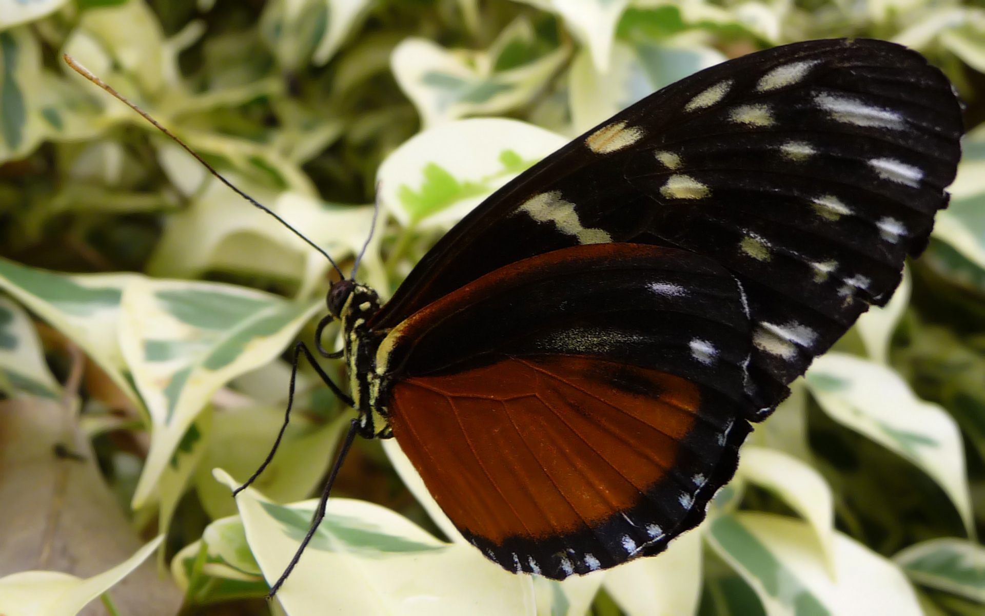 Fonds d'cran Animaux Insectes - Papillons 