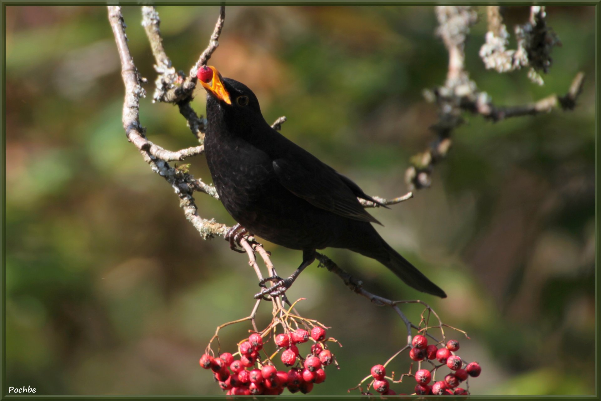 Fonds d'cran Animaux Oiseaux - Divers 