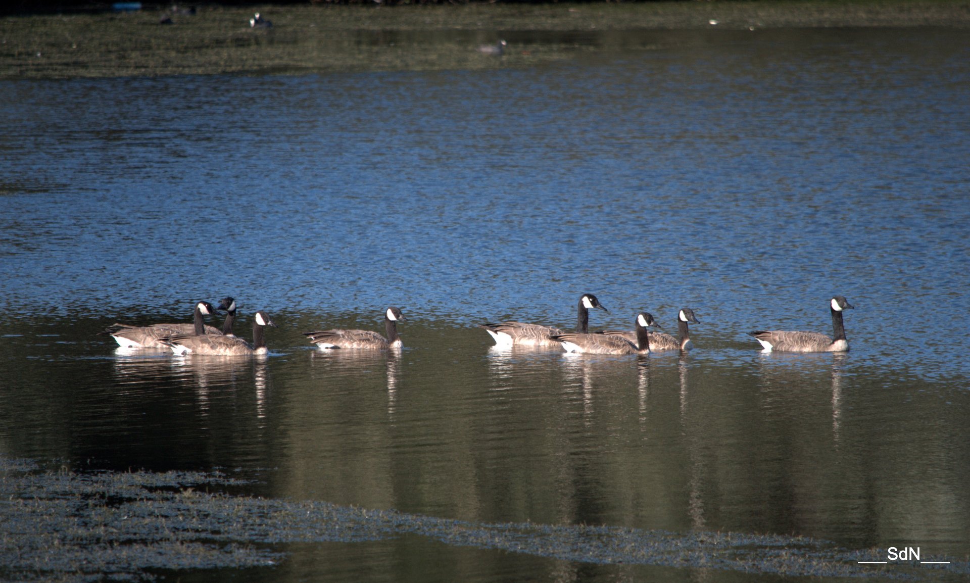 Fonds d'cran Animaux Oiseaux - Bernaches LAC V.D' ASCQ