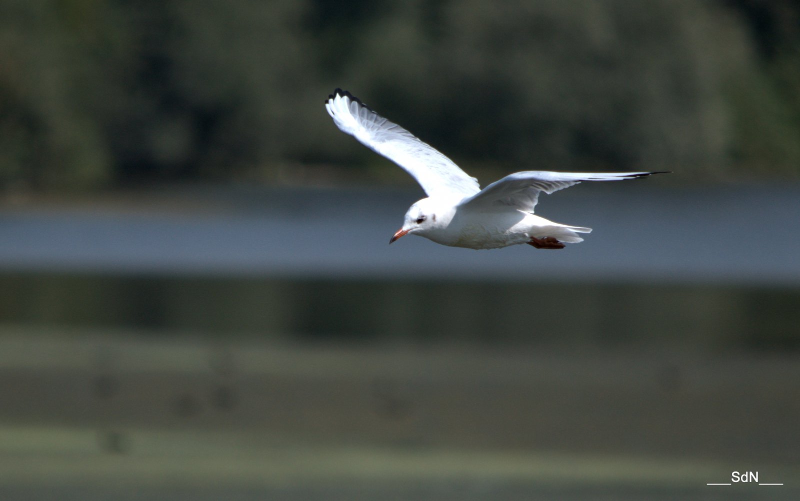 Fonds d'cran Animaux Oiseaux - Mouettes et Golands LAC V.D' ASCQ