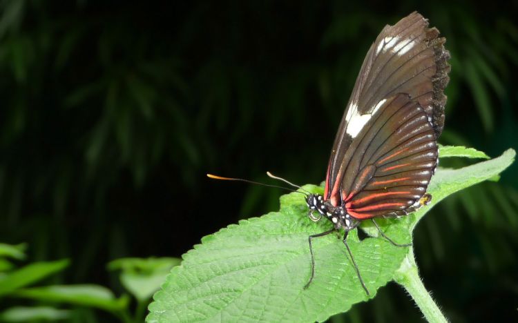 Wallpapers Animals Insects - Butterflies Wallpaper N359400