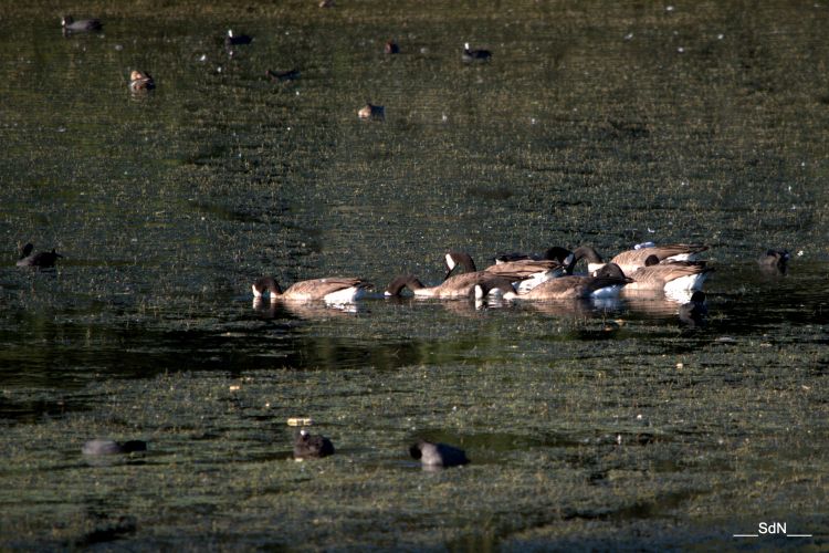 Wallpapers Animals Birds - Gooses LAC V.D' ASCQ