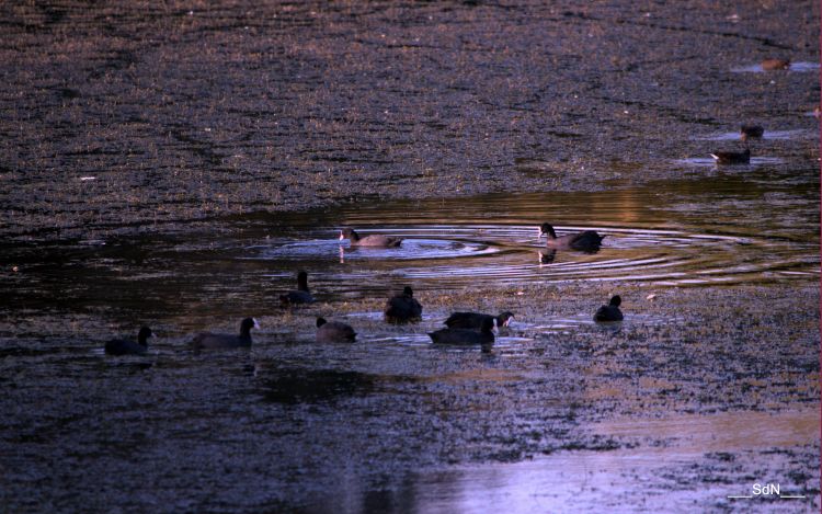 Wallpapers Animals Birds - Gooses LAC V.D' ASCQ