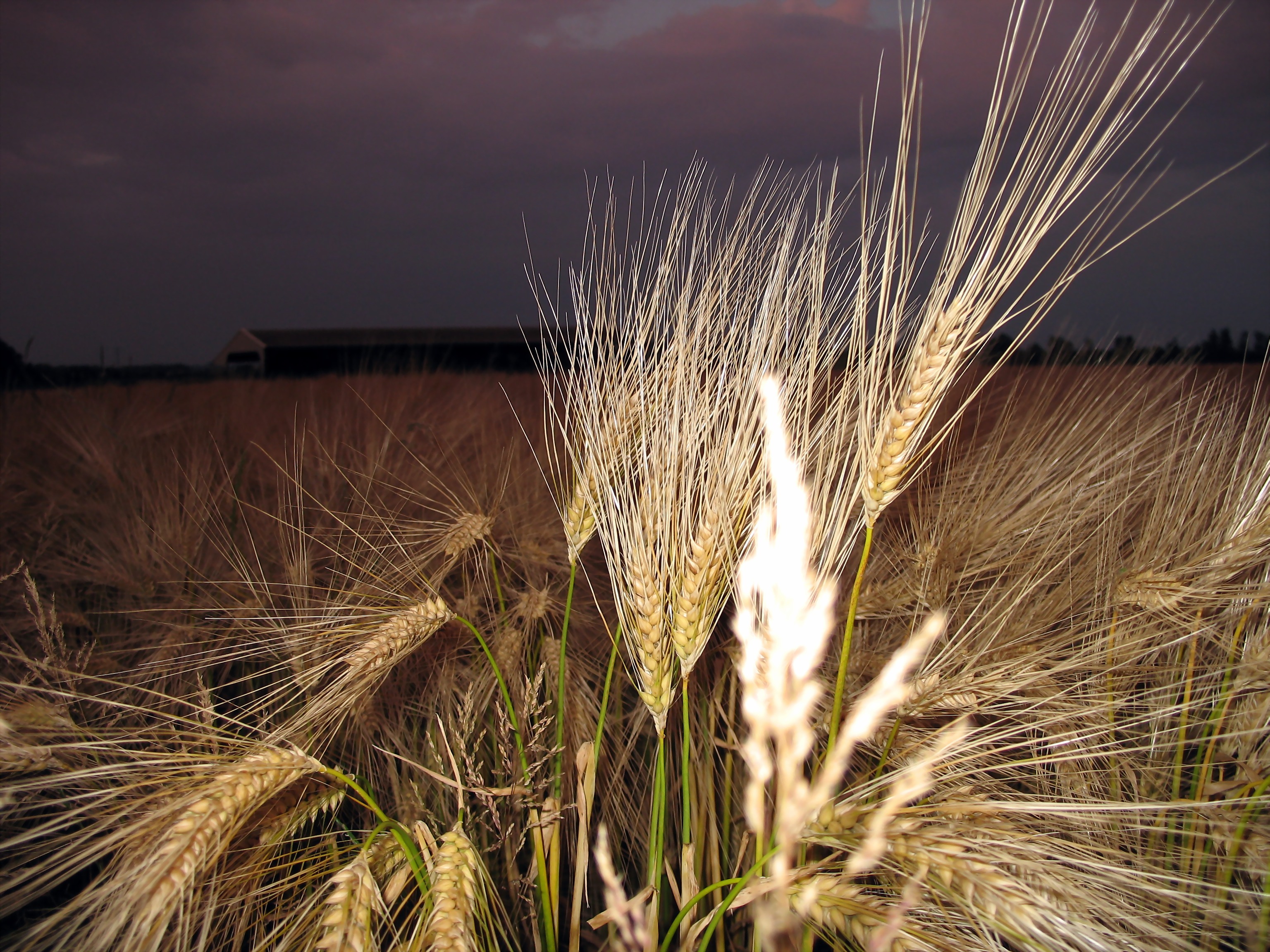 Fonds d'cran Nature Champs - Prairies 