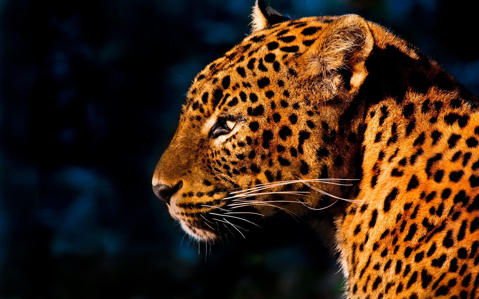 Wallpapers Animals Felines - Leopards 