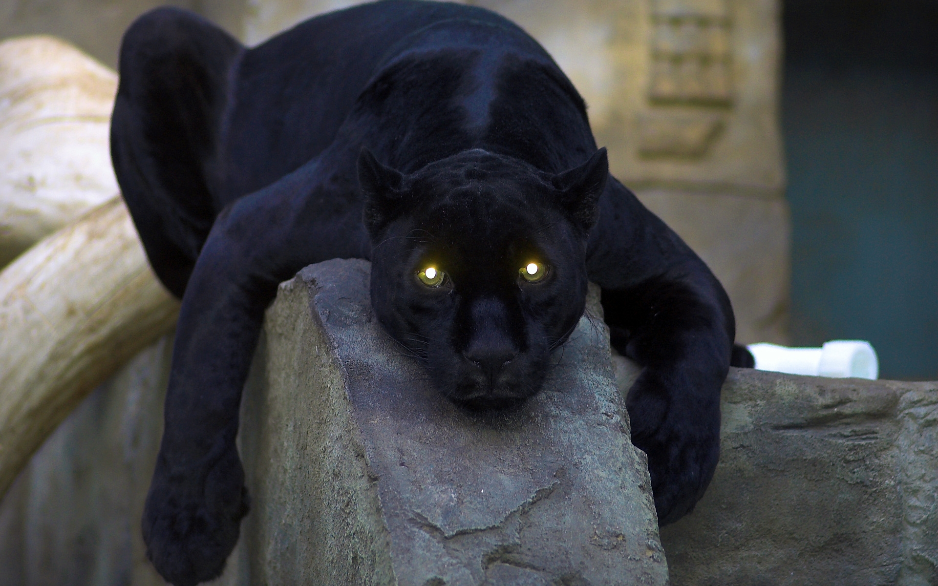 Fonds d'cran Animaux Flins - Panthres noires 