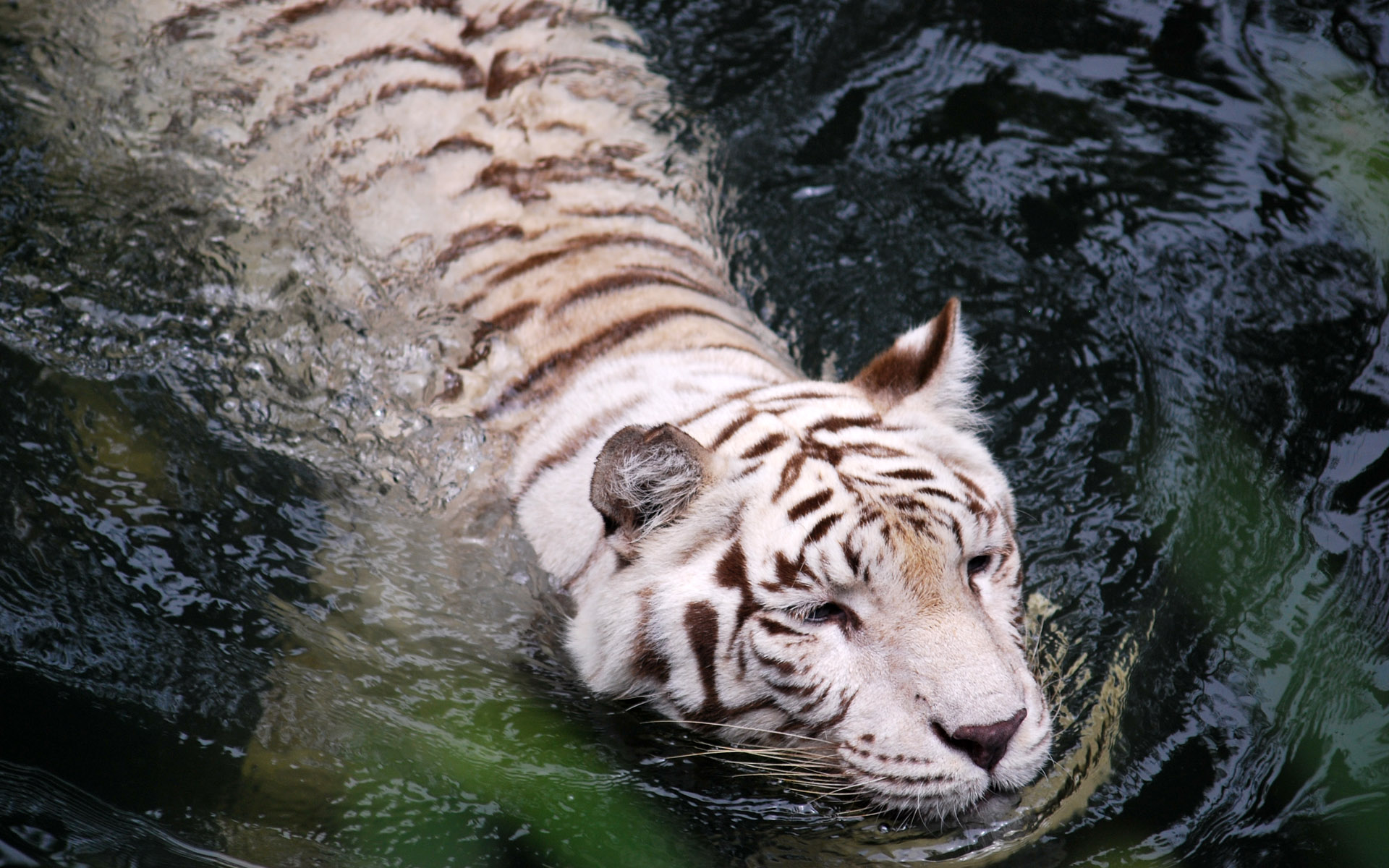 Fonds d'cran Animaux Flins - Tigres 