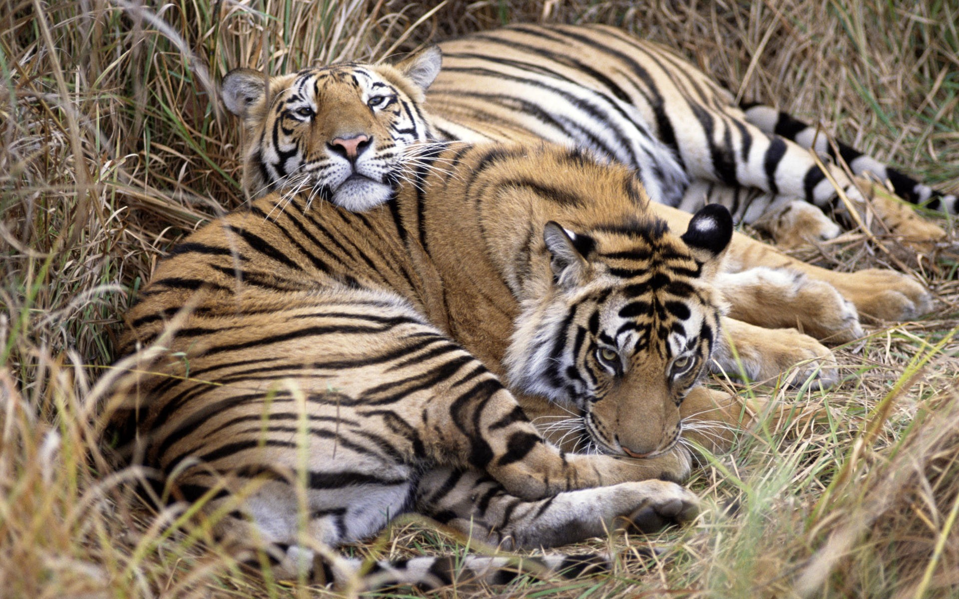 Fonds d'cran Animaux Flins - Tigres 