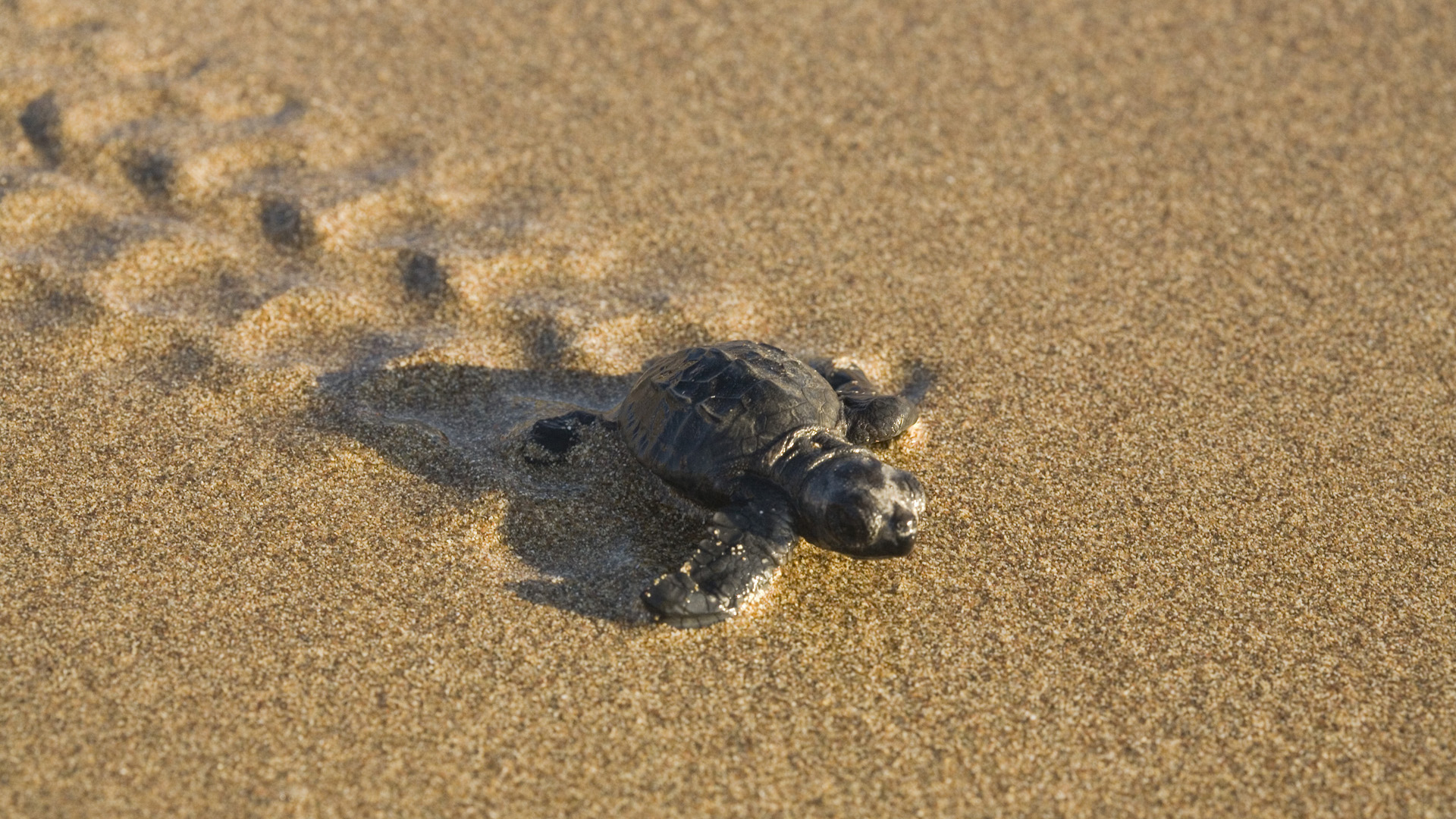 Fonds d'cran Animaux Tortues 