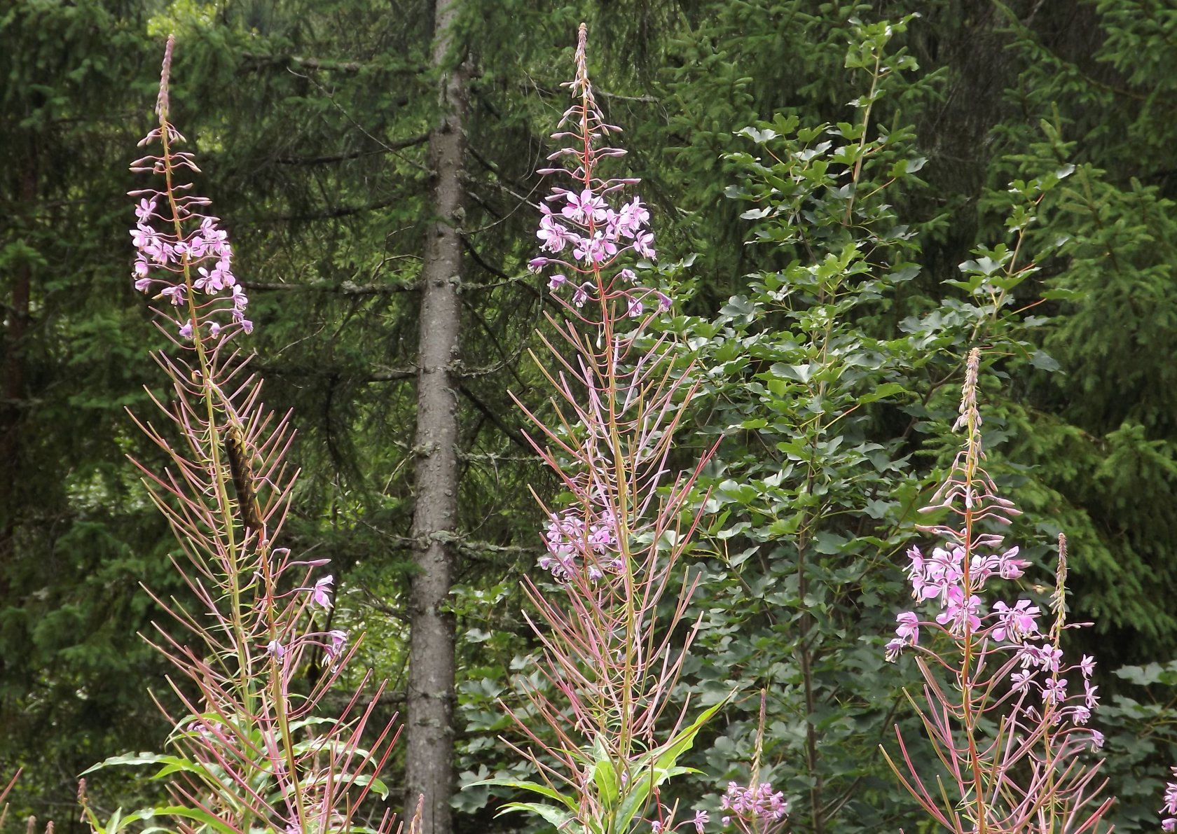 Fonds d'cran Nature Fleurs 