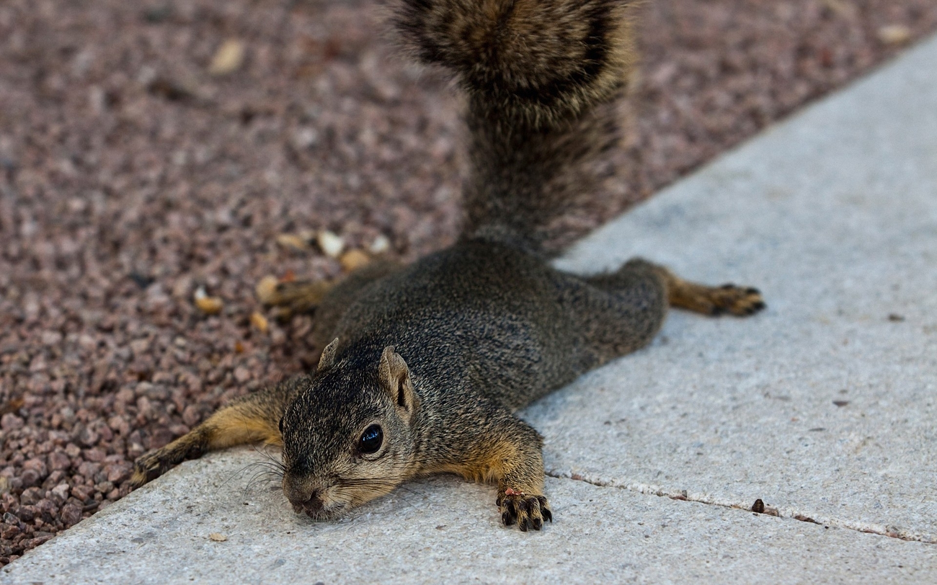 Wallpapers Animals Rodents - Squirrels 