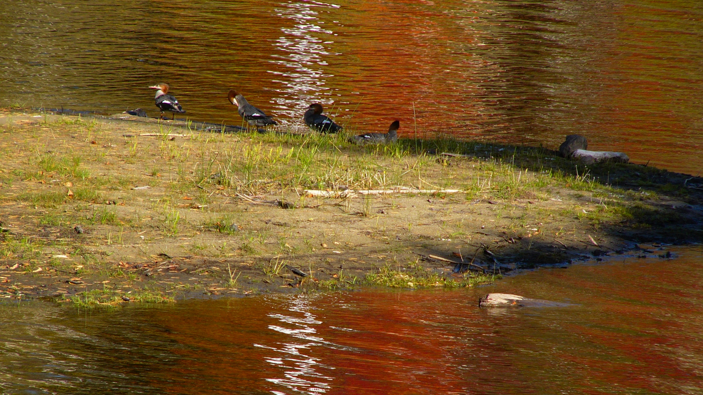 Wallpapers Animals Birds - Ducks Harles hupps