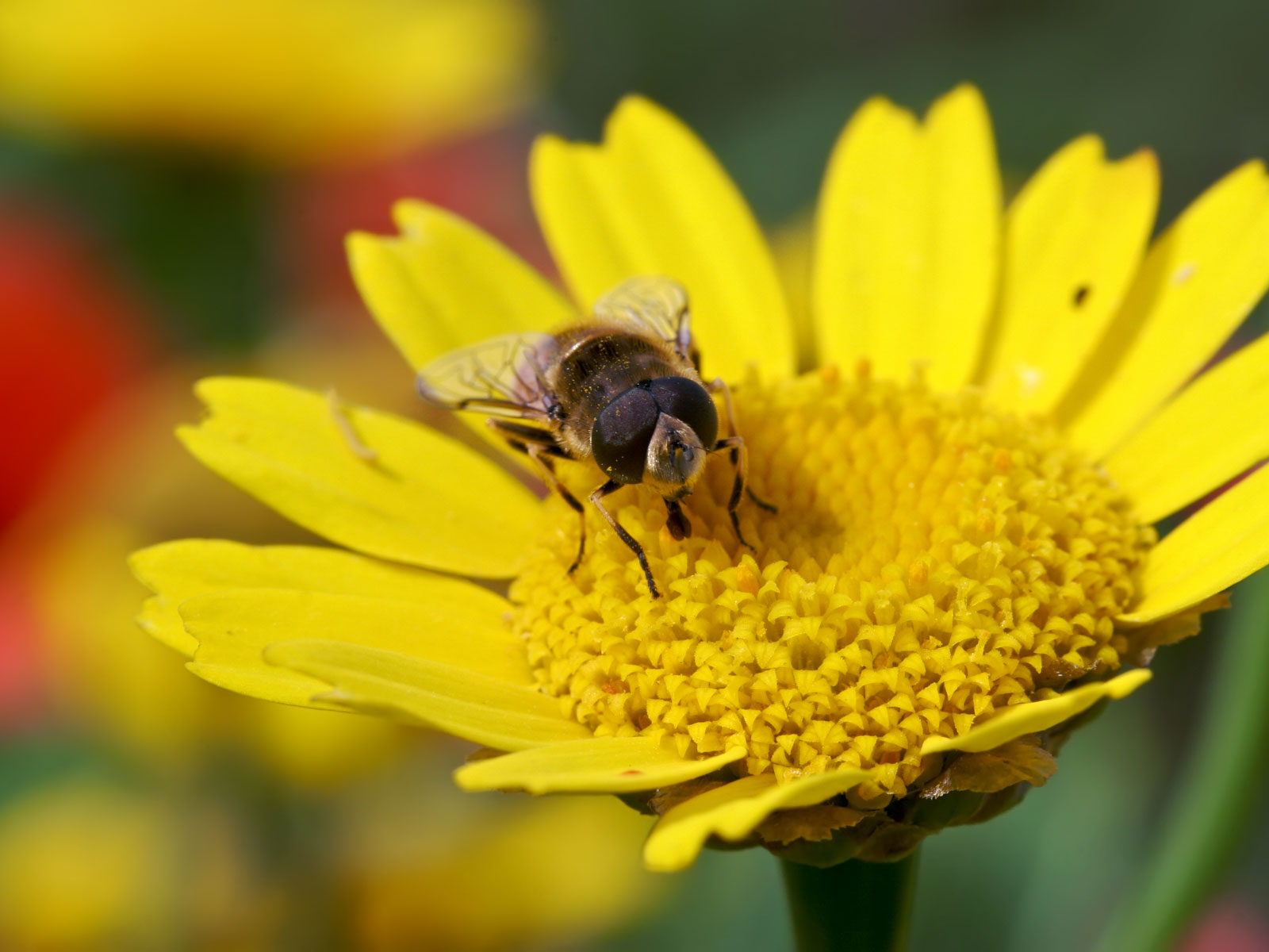 Fonds d'cran Animaux Insectes - Divers collation sucrée