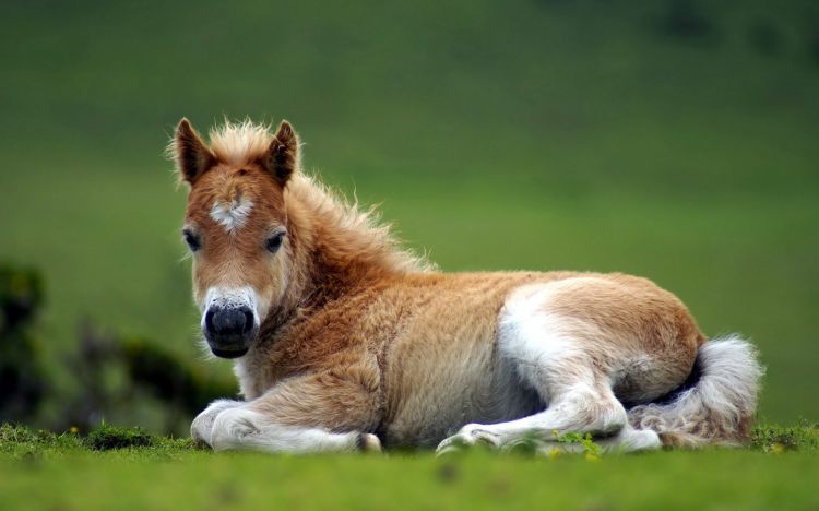 Fonds d'cran Animaux Chevaux Wallpaper N359475