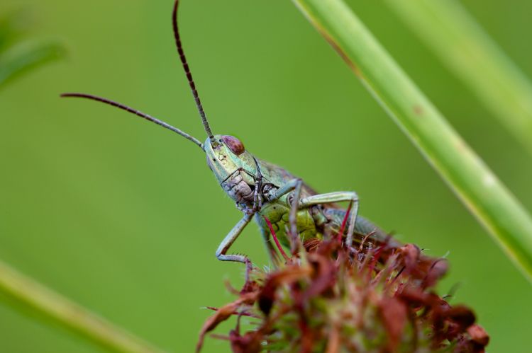 Fonds d'cran Animaux Insectes - Criquets Sance d'observation