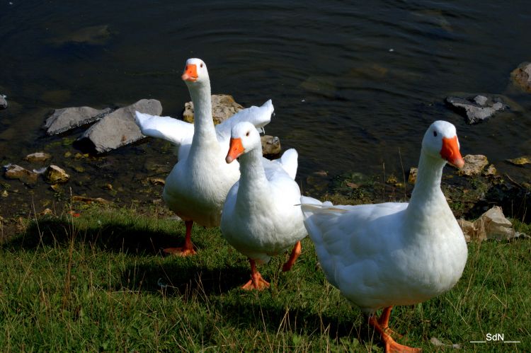 Wallpapers Animals Birds - Geese LAC V.D' ASCQ