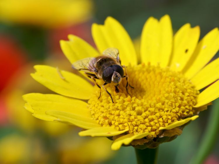 Fonds d'cran Animaux Insectes - Divers collation sucrée